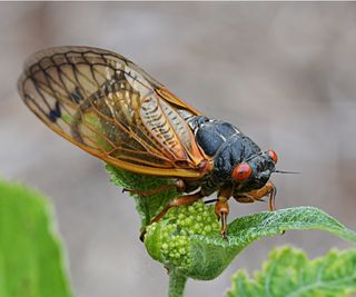 Cicada on plant