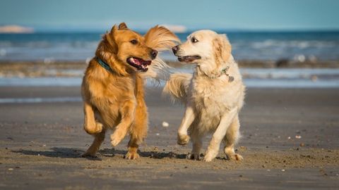 Golden Retriever: Breed profile | PetsRadar