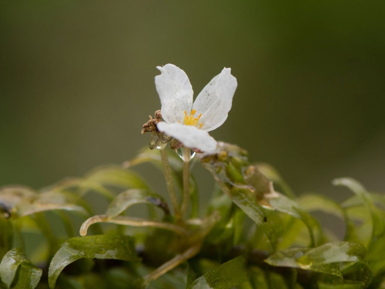 White Flowered Brazilian Waterweed