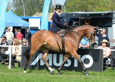 HorseNo1513_RWHS16pn_5897A-1.jpg