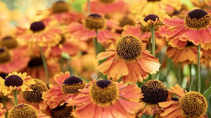 Helenium flowers