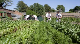 South Lodge kitchen garden