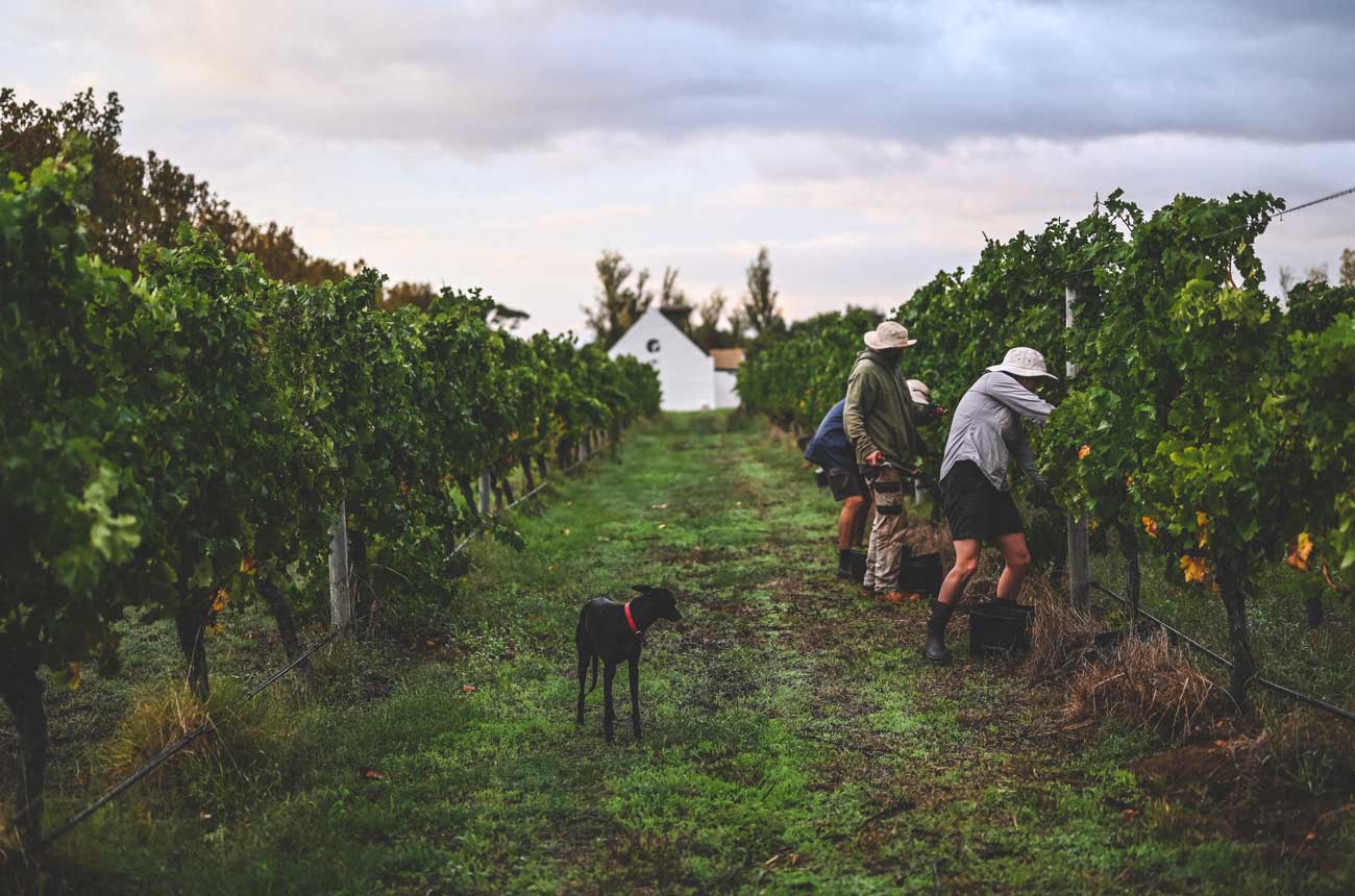 Hand-picking at Voyager Estate, Margaret Rver