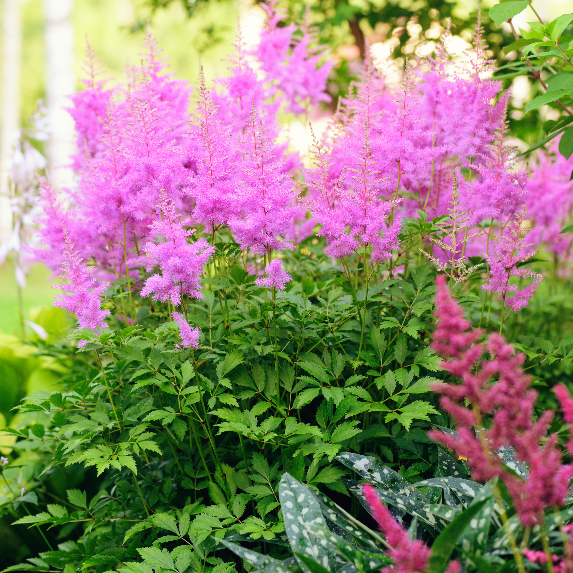 astilbe, lungwort, hostas in shade garden 