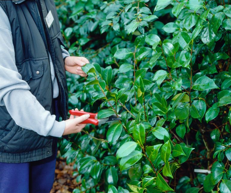 When to trim evergreen bushes expert advice