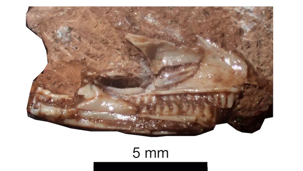 A side view of the lizard's skull and sharp teeth.