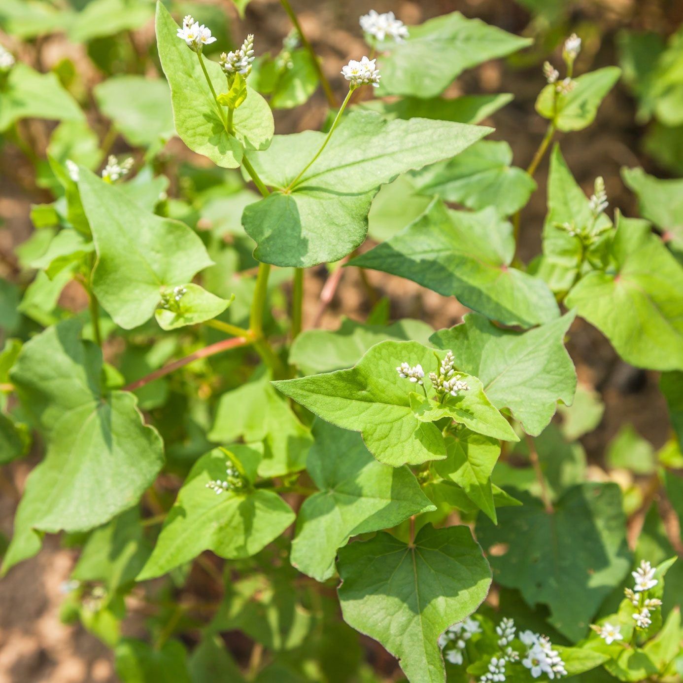 Buckwheat Growing Using Buckwheat As A Cover Crop And More