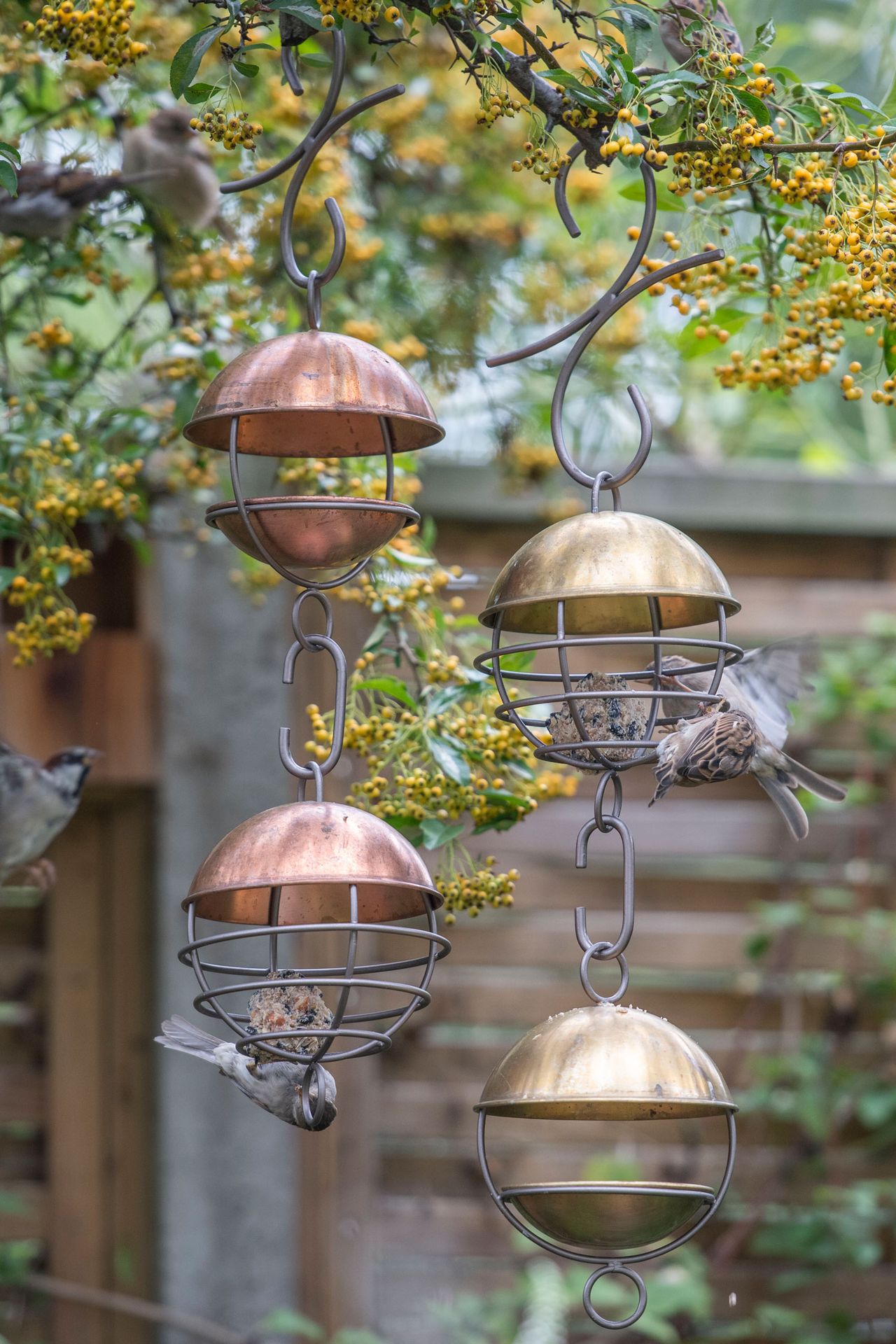 bird feeder by crocus