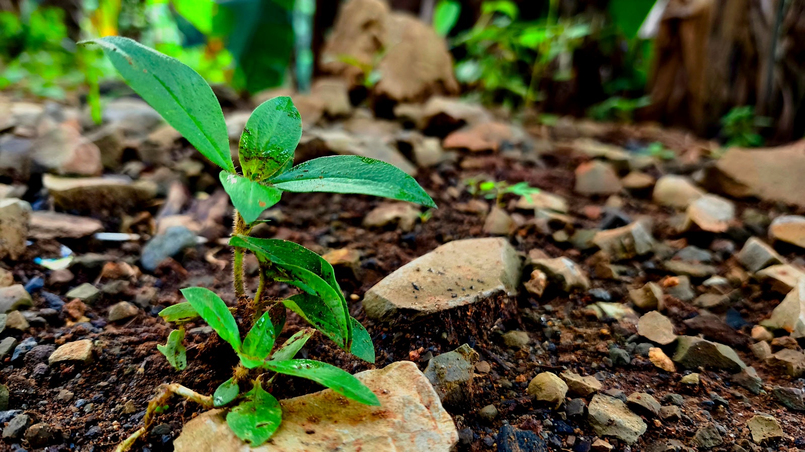rocky soil with plants growing