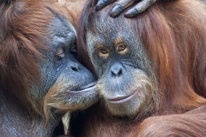 Orangutans get shown photos of other hunky orangutans. 