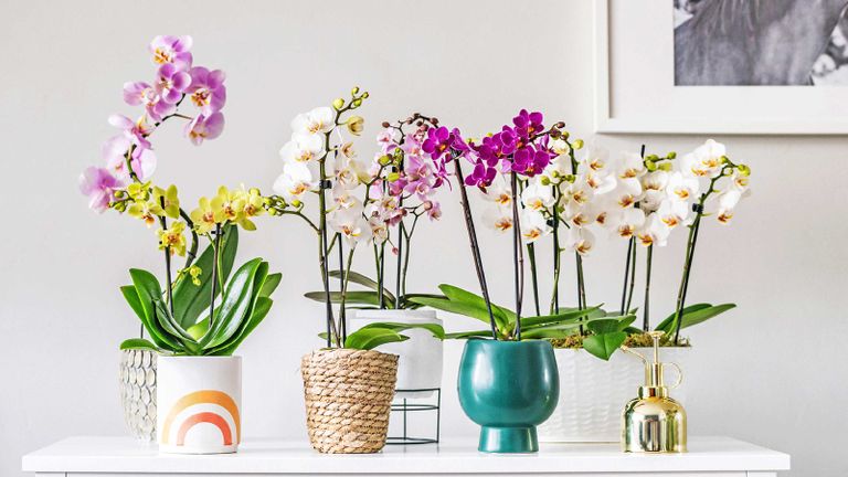 orchid care: pots of colorful flowers