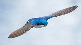 A blue-feathered tree swallow in flight. 