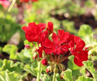 flowers in bloom at Epcot flower show