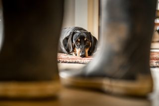 Stanley the Dachshund