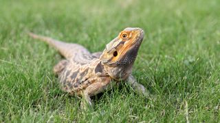 Bearded dragon crawling on grass