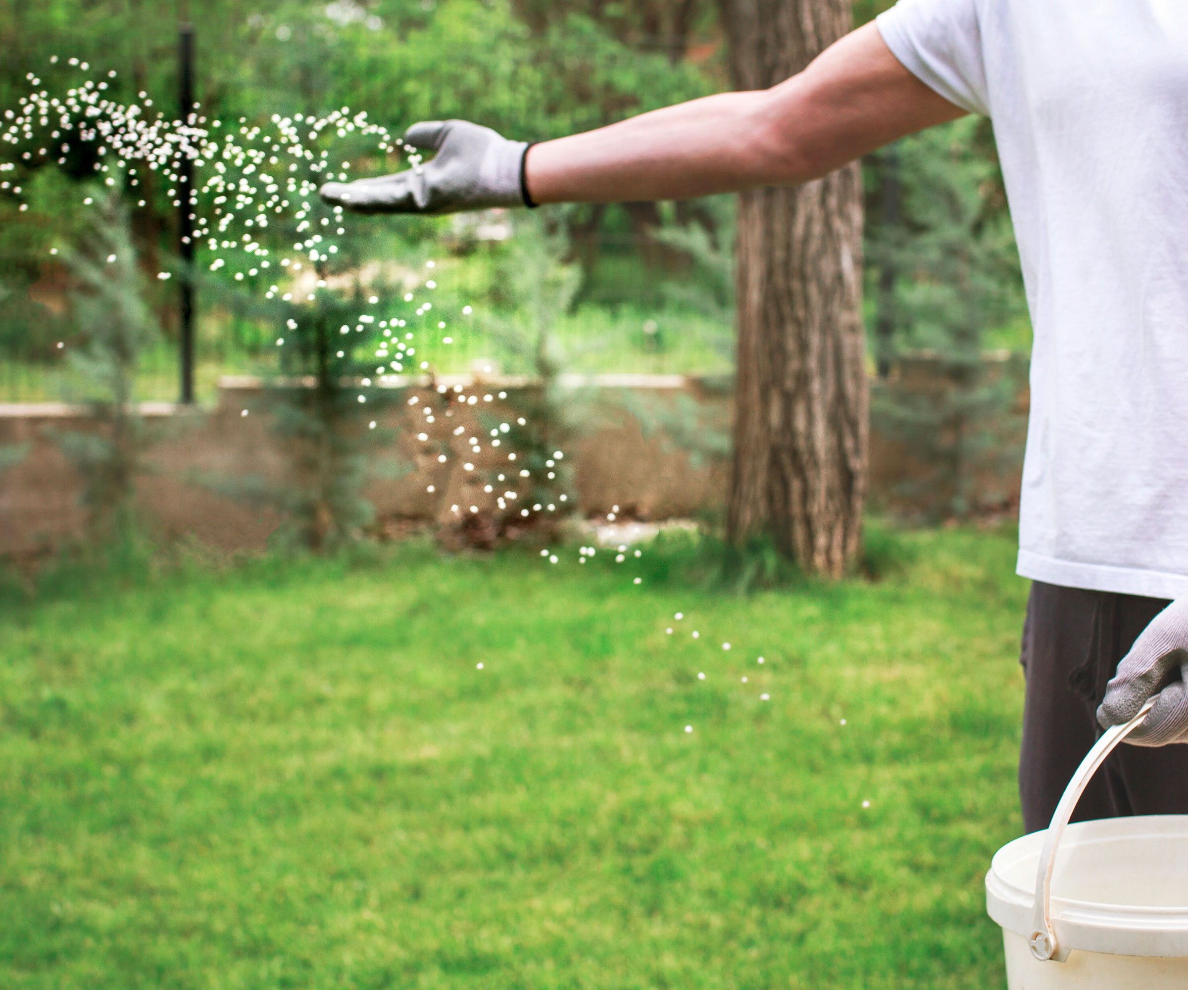 man with bucket of fertiliser feeding lawn