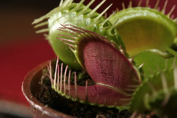 Venus Flytrap relies on hormones to seal its trap on an insect and secret digestive enzymes. 