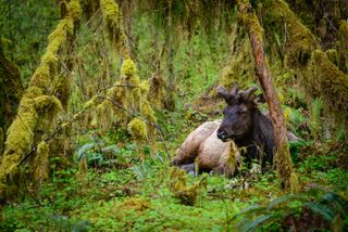 It's not too hot or too cold for this elk in Washington's temperate rainforest in Olympic National Park.