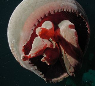 This giant red-hued jellyfish called Tiburonia granrojo was described by American and Japanese researchers in 2003. It grows up to 3.3 feet (1 meter) in diameter and lives at depths of 2,000 to 4,800 feet (650 to 1,500 meters) in the ocean. First seen during submarine dives in 1993, the jellyfish is distinct in that it uses four to seven fleshy arms to capture food, rather than fine tentacles like other jellyfish.