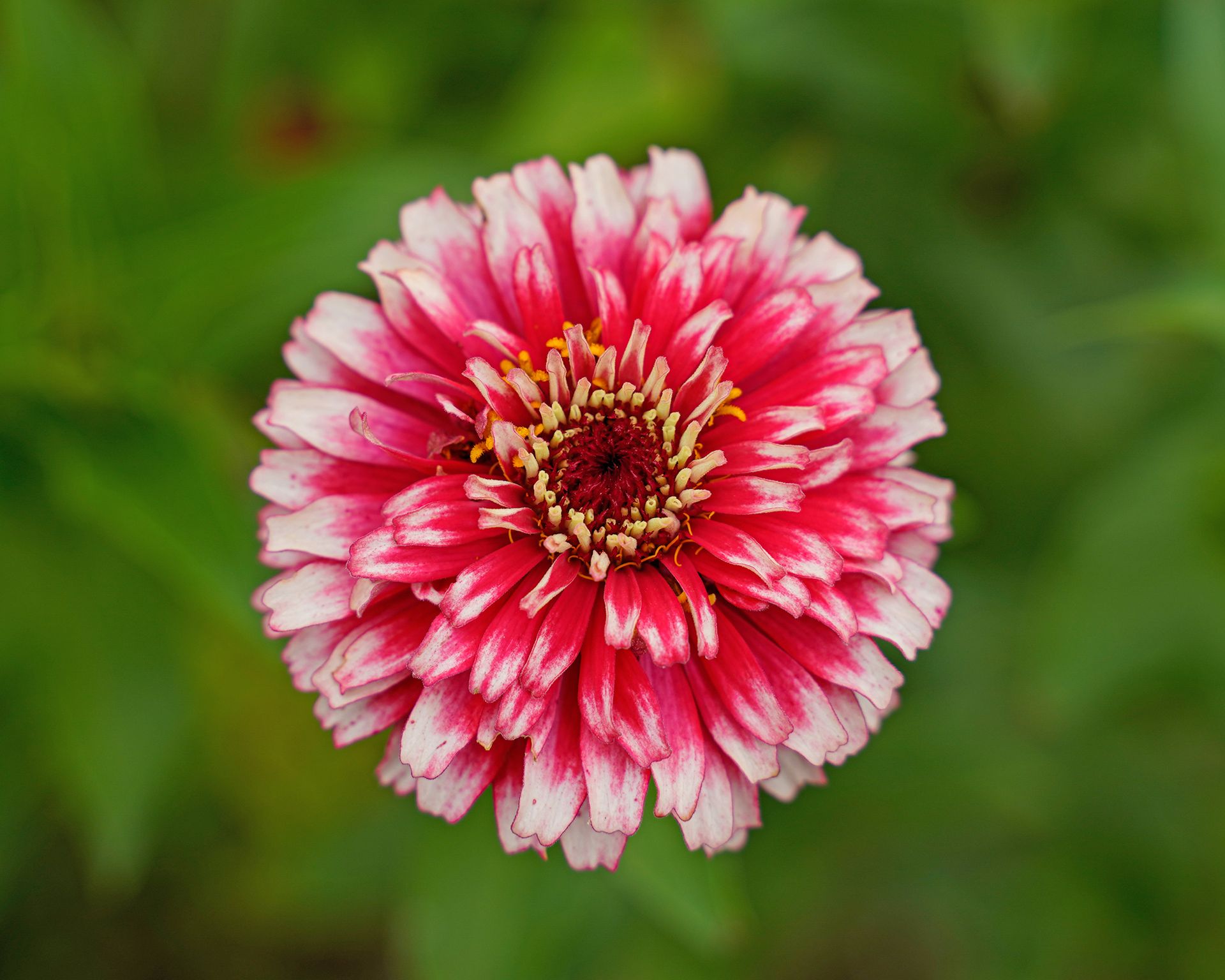 Hidden Dragon zinnia flower