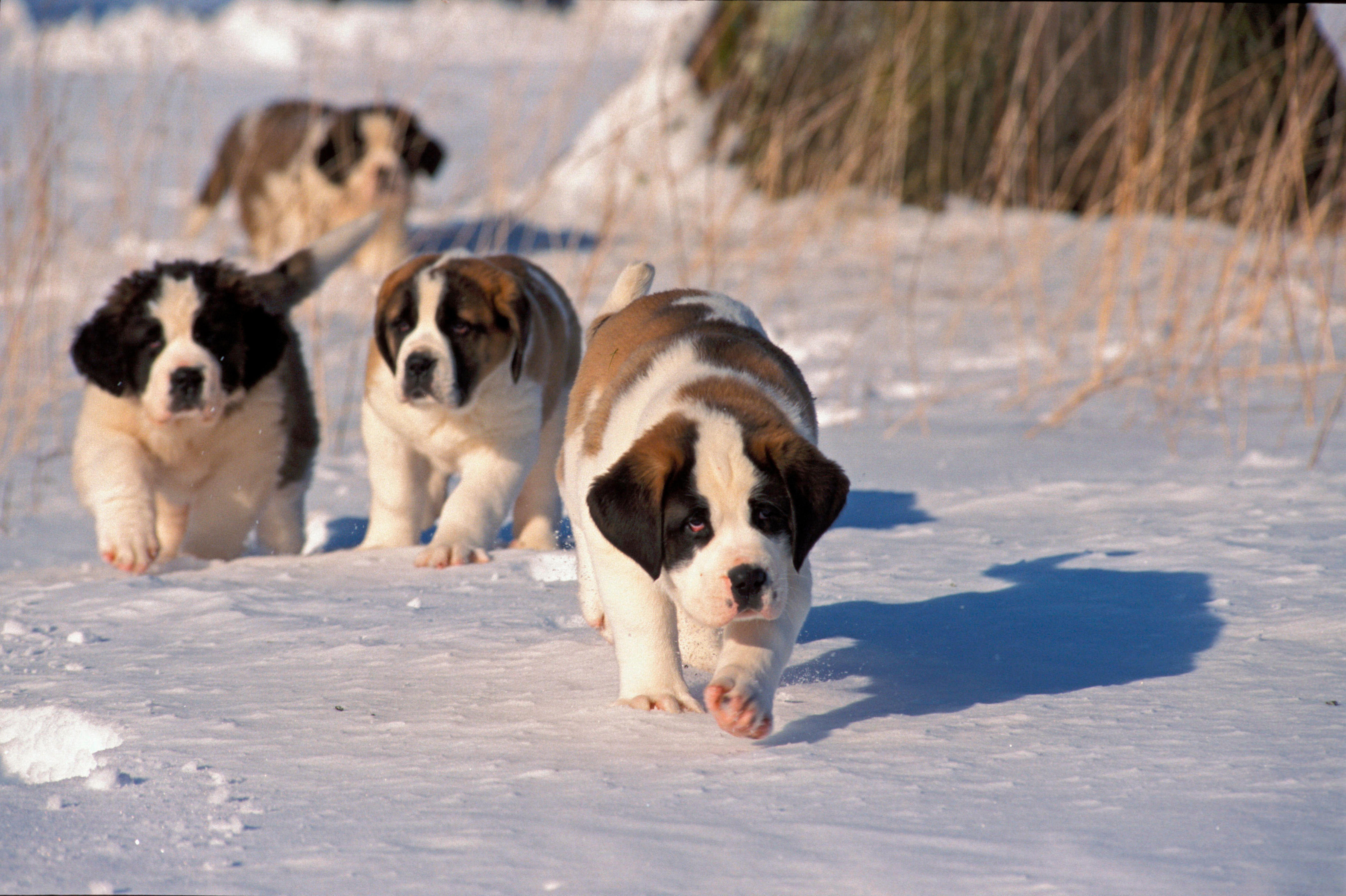 Three St Bernard puppies walk through deep snow, heading towards the camera, with winter grasses visible behind them.