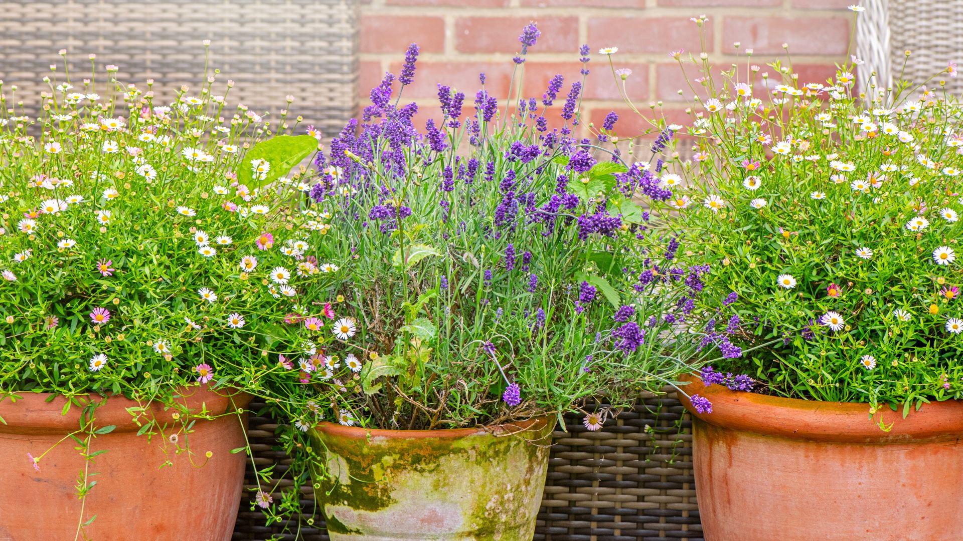 picture of lavender in pots with daisies