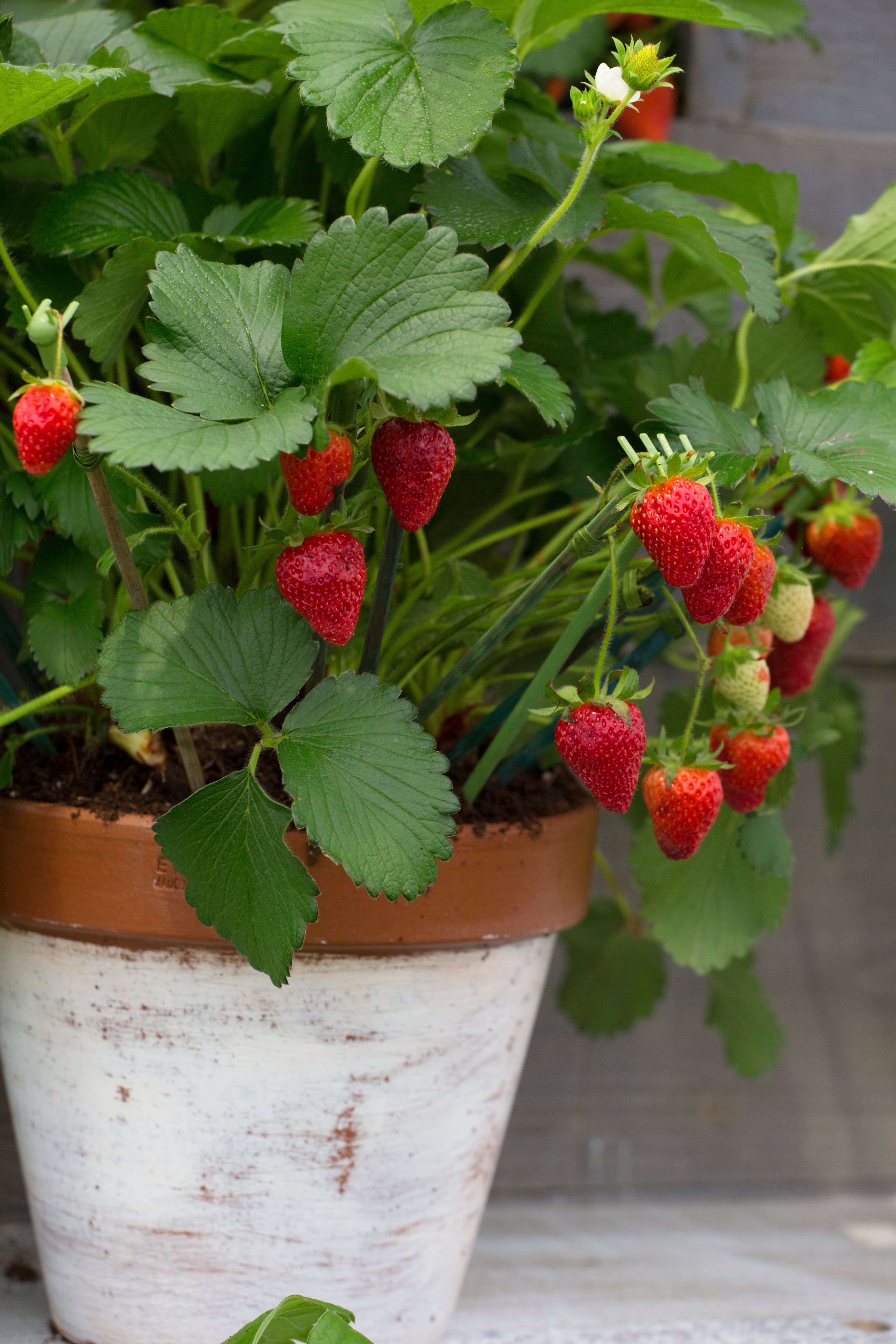 strawberries growing in a pot