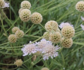 Scabious pods and flowers