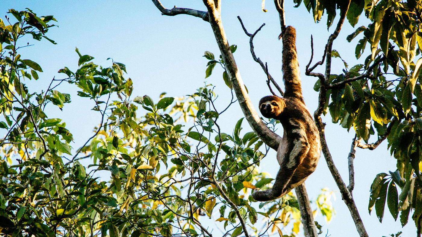 Aria Amazon, Peru cruises