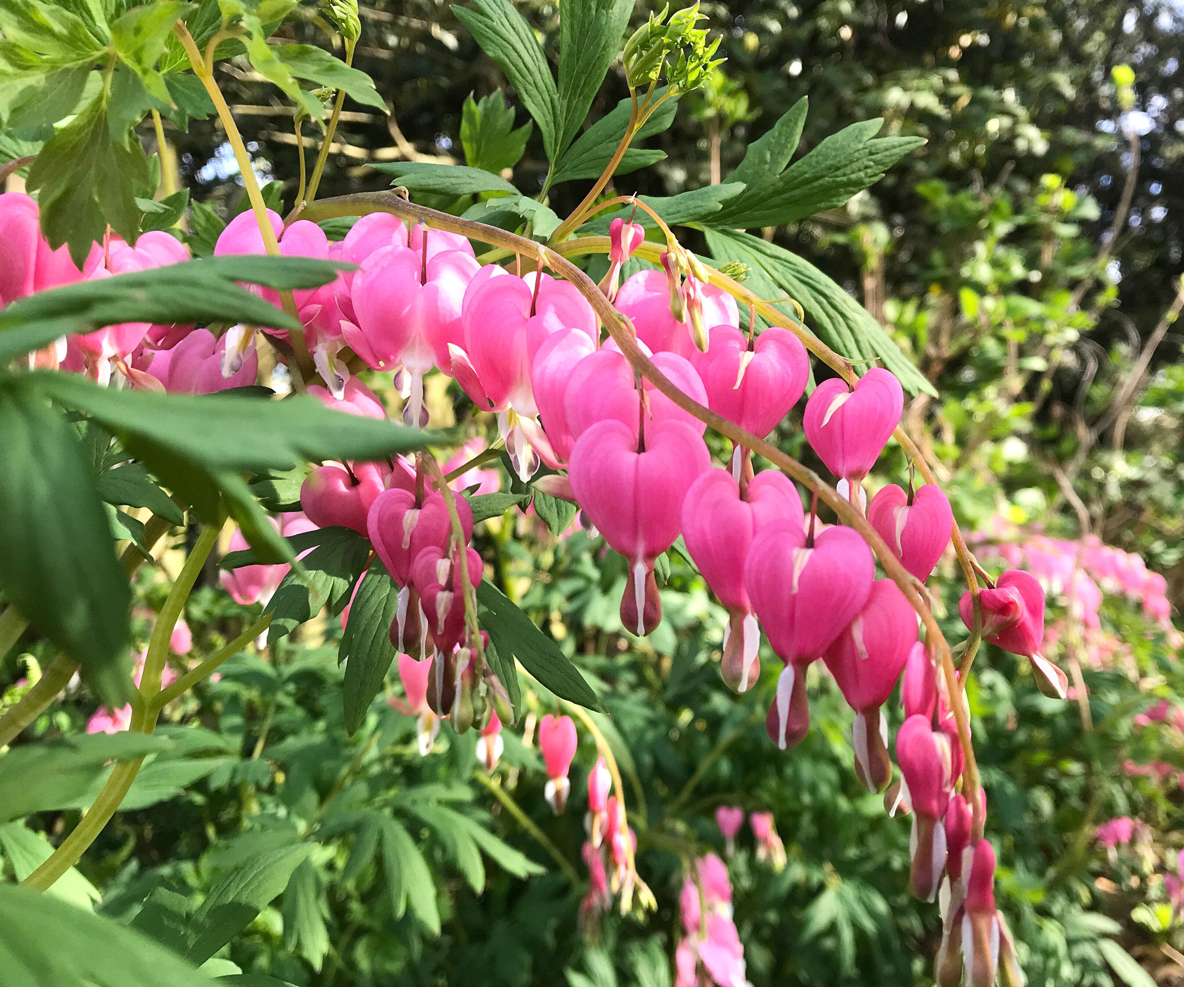 old fashioned bleeding heart plant with pink heart shaped flowers