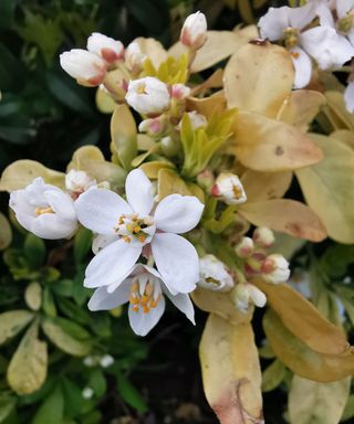 flowers and foliage on choisya ternata, also know as a Mexican orange blossom