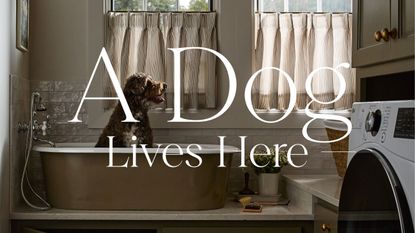 a poodle dog sits in a bath rub on the side of a bootroom