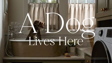 a poodle dog sits in a bath rub on the side of a bootroom