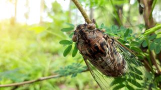 A cicada sits quietly on a tree branch.