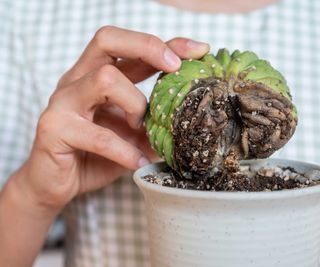 person holding a succulent plant with root rot