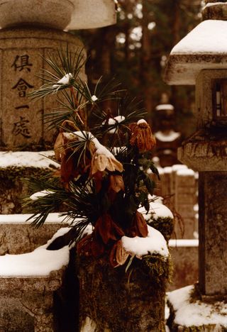 Flowers and snow in a cemetary, from SIGNS, by Lucie Rox