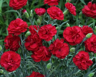 red flowers of the perennial Dianthus ‘Passion’