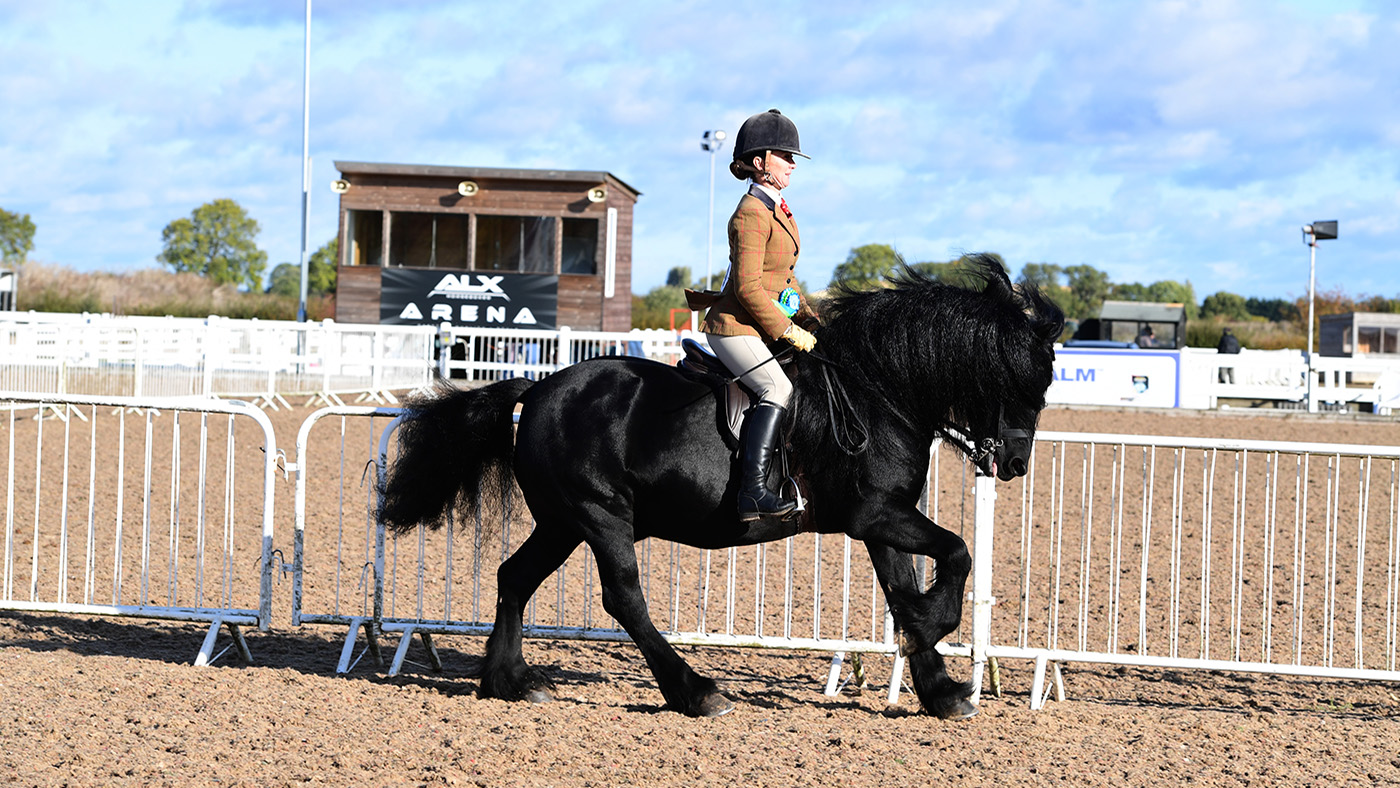 Heritage Show 15.10.22Cl. 82 F/H/D No. 394 Wildhoeve Oki Doki