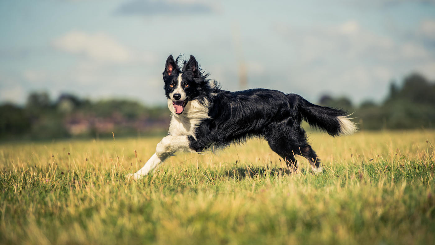 The border collie is the archetype of the pastoral dog breeds