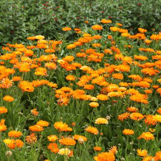 Calendula officialis best plant for skin