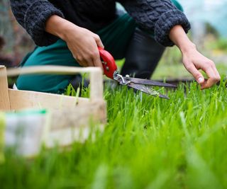 gardener snipping grass with handheld tool