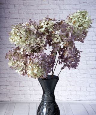 Dried hydrangea stems in dark vase