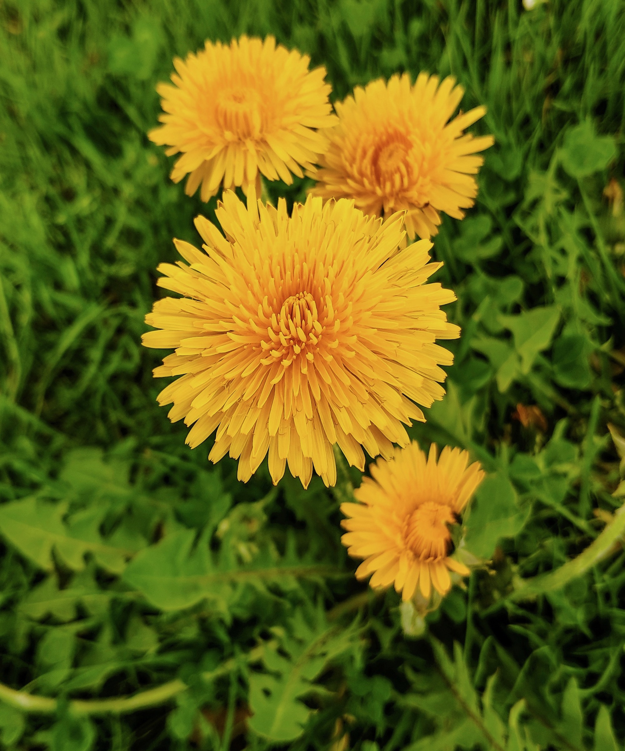 Dandelion flowers and leaves