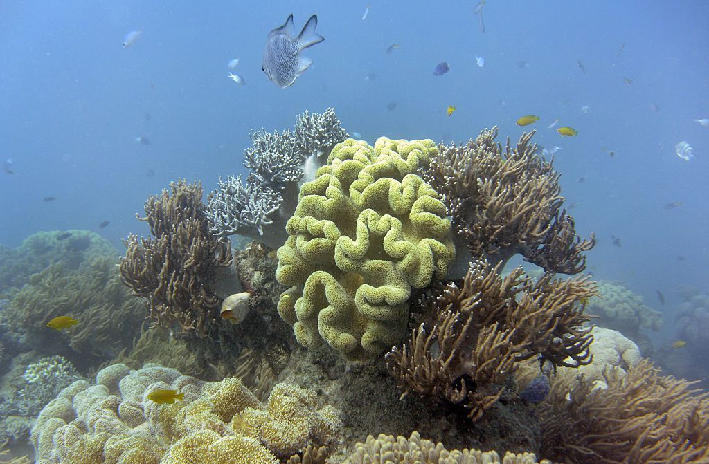 Coral in the Great Barrier Reef.