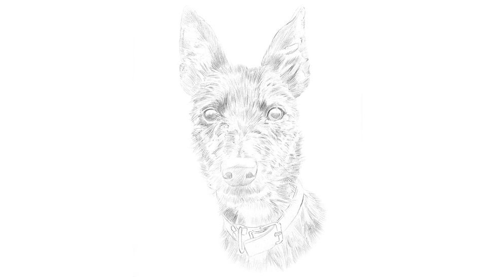 Draw a pencil portrait of a dog | Creative Bloq