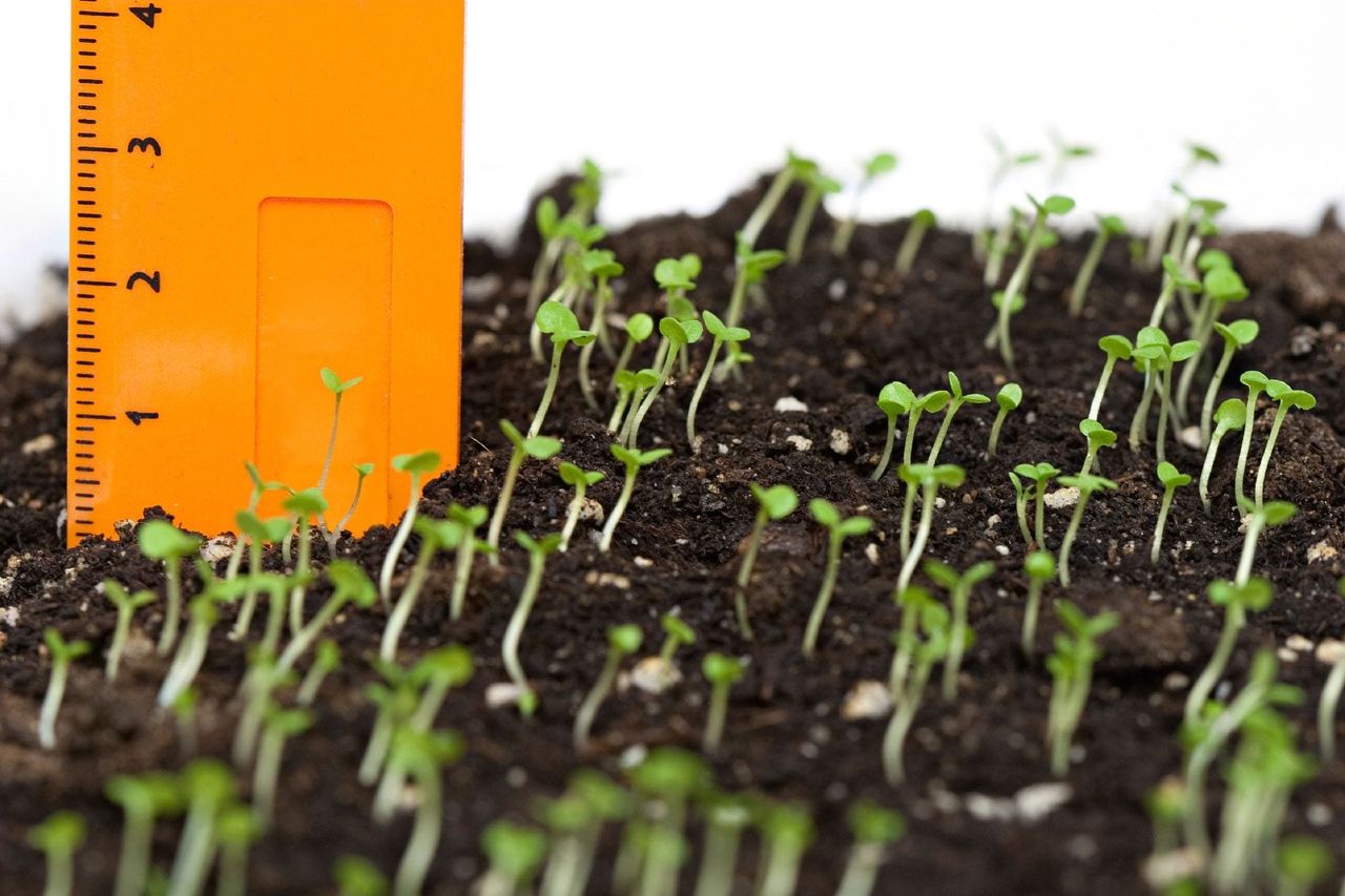 Orange Ruler In Soil Of Container With Several Tiny Sprouts