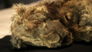 The two mummified cave lion cubs were found with their fur, teeth, skin, organs and whiskers in tact.