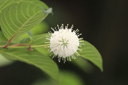 White Buttonbush Plant