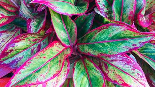 Brightly colored Chinese Evergreen houseplant