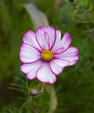 cosmos bipinnatus ‘Candy Stripe’